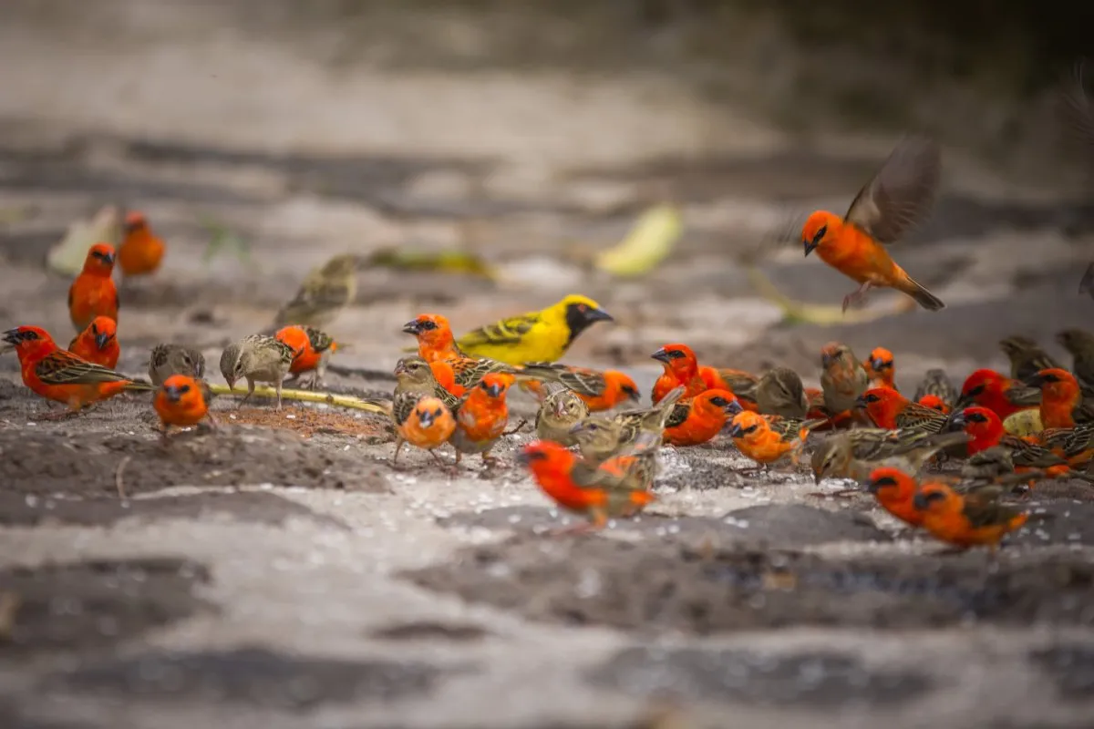 Flock of Serin du Cap and red Fody birds feeding in Mauritius with natural background