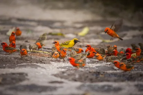 Flock of Serin du Cap & red Fody feeding