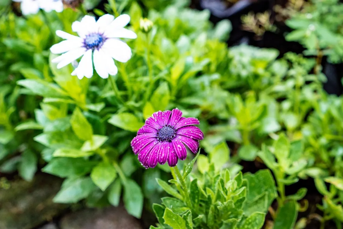Purple and white African Daisy flowers blooming in Mauritius garden