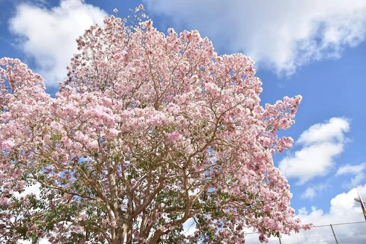 Pink Trumpet Tree blooming with bright pink flowers in Mauritius under clear sunlight