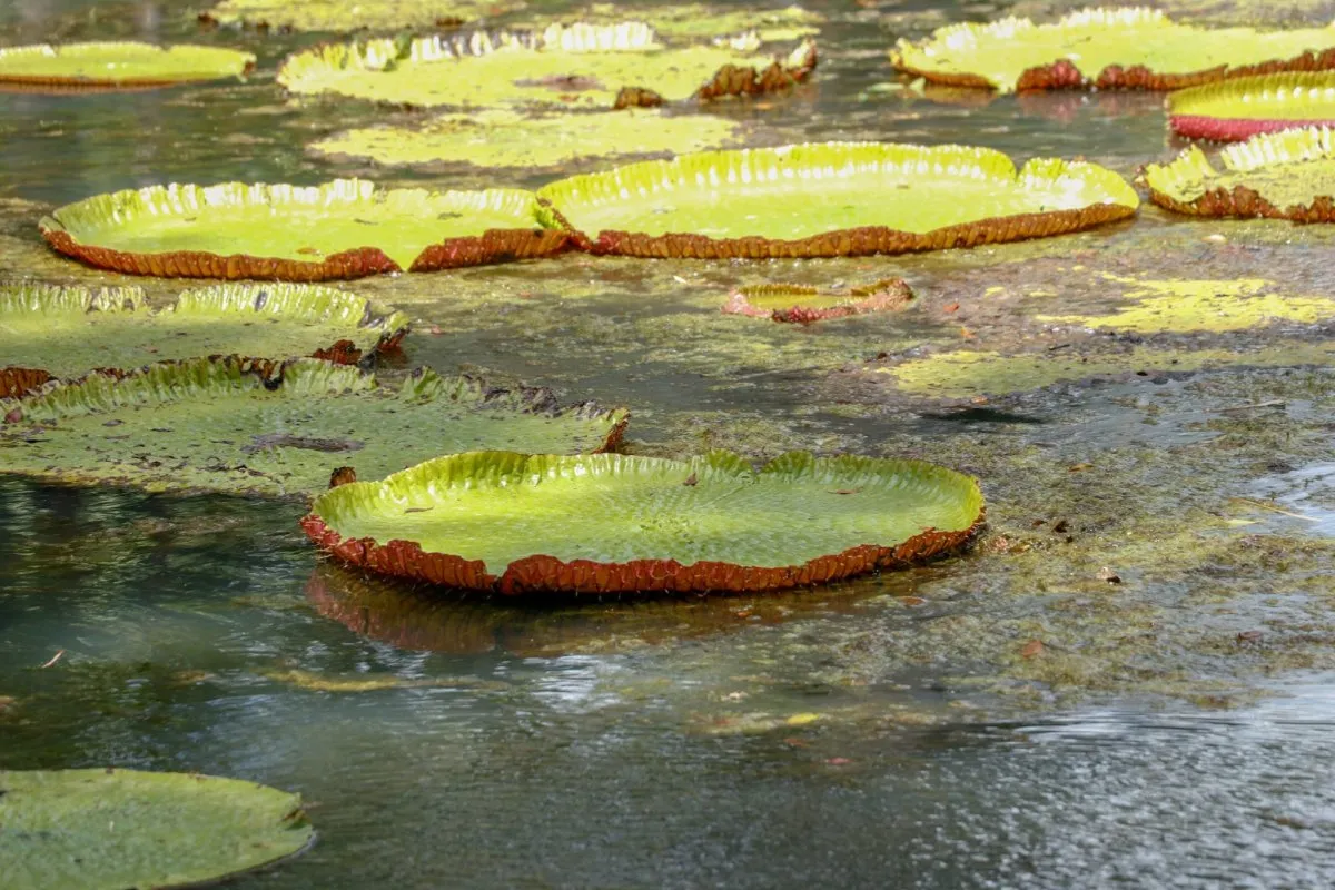 Close-up of a water lily floating in a pond at Pamplemousses Botanical Garden in Mauritius