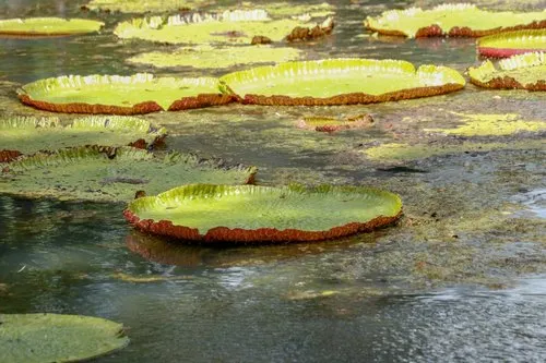 Water Lily in pond at Pamplemousses Botanical Garden