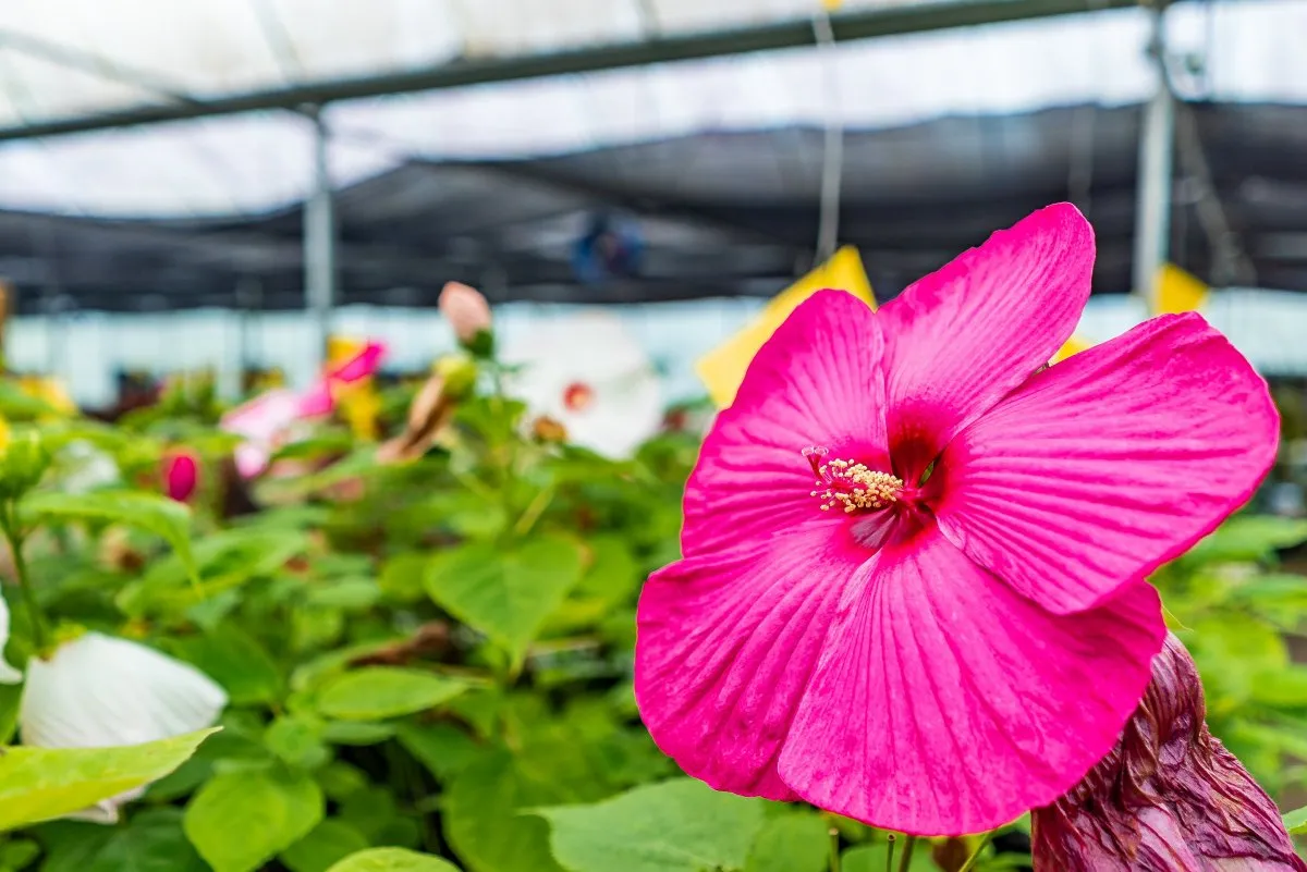 Close-up of deep pink Hibiscus flower with large petals blooming in a Mauritius nursery