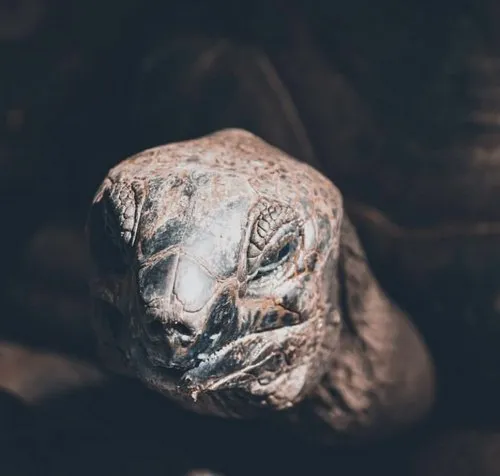 Close-up of a giant old tortoise face