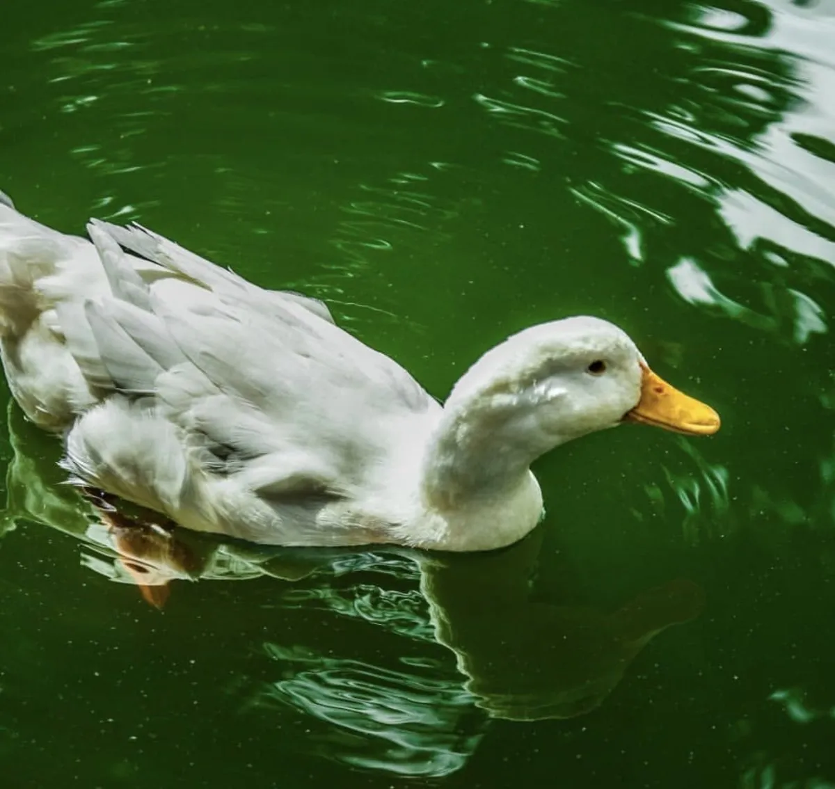 White Peking duck swimming on water in Mauritius