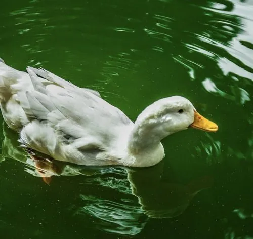 Close-up of white Peking duck swimming in water