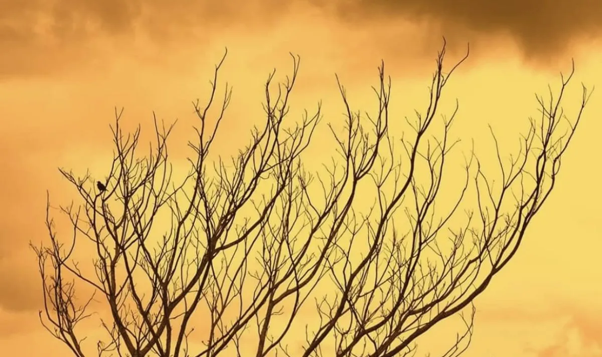 Leafless dried branches silhouetted against a golden sunset sky in Mauritius