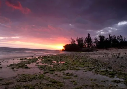 Algae all over La Prairie beach at sunset