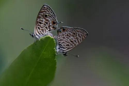 Closeup of Jeannel's blue butterflies mating in nature