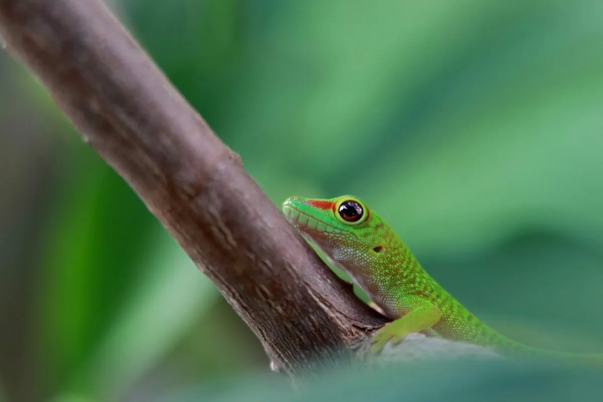 Green gecko on palm leaves in natural habitat in Mauritius