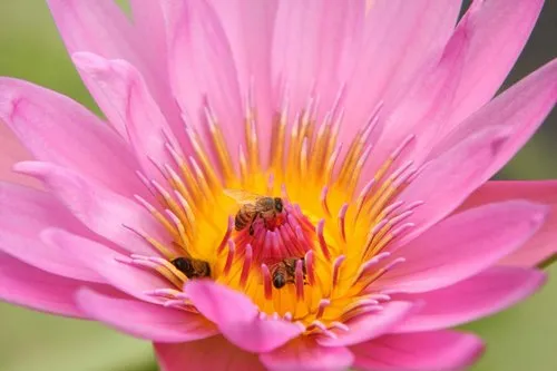 Bees feeding on pollen of lotus flower in Pamplemousses Botanical Garden