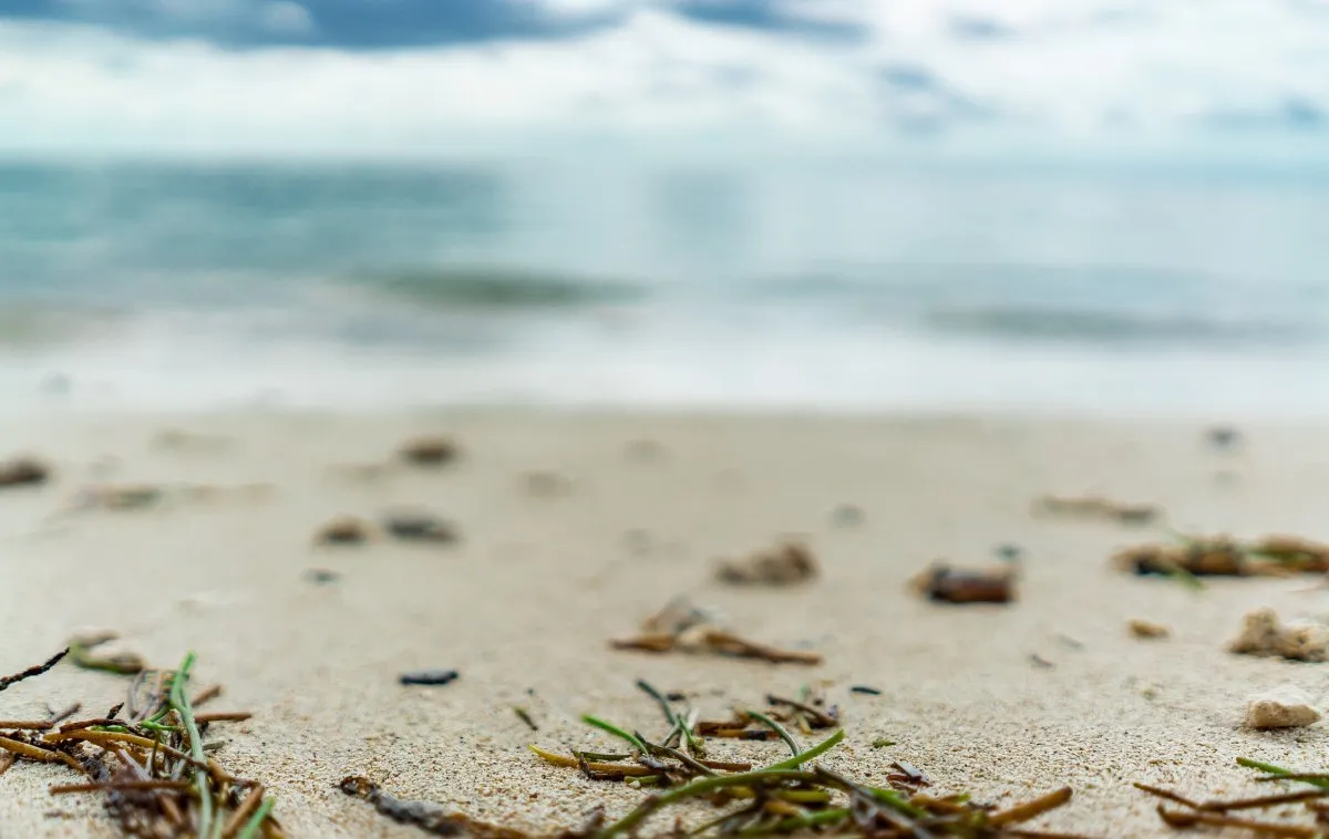 Blurred view of shallow sea with seaweeds at a beach in Mauritius