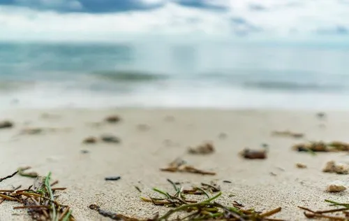 Free Blurred sea view with seaweeds wallpaper