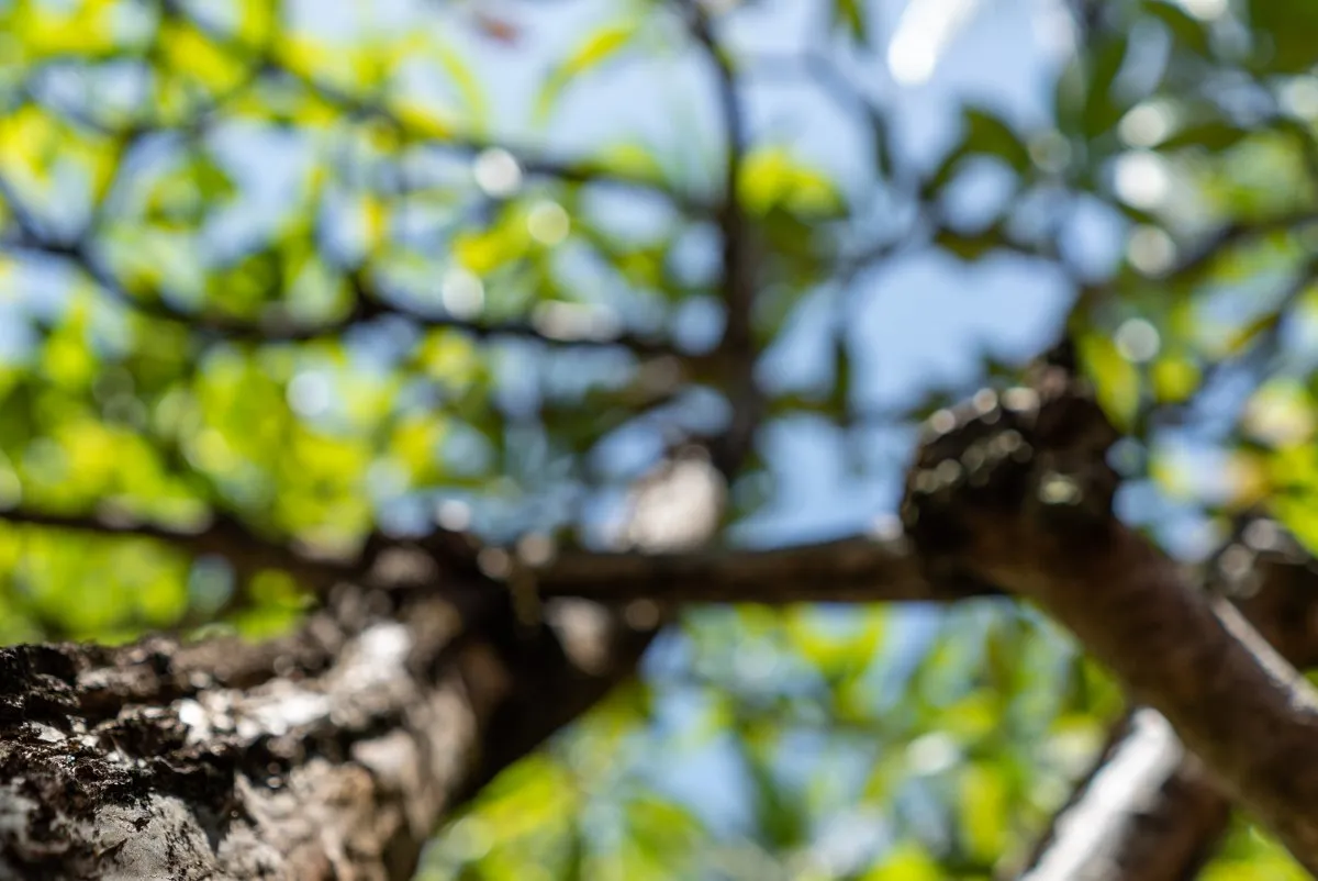 Blurred frangipani leaves and branches in the garden of Constance Belle-Mare Plage Hotel, Mauritius