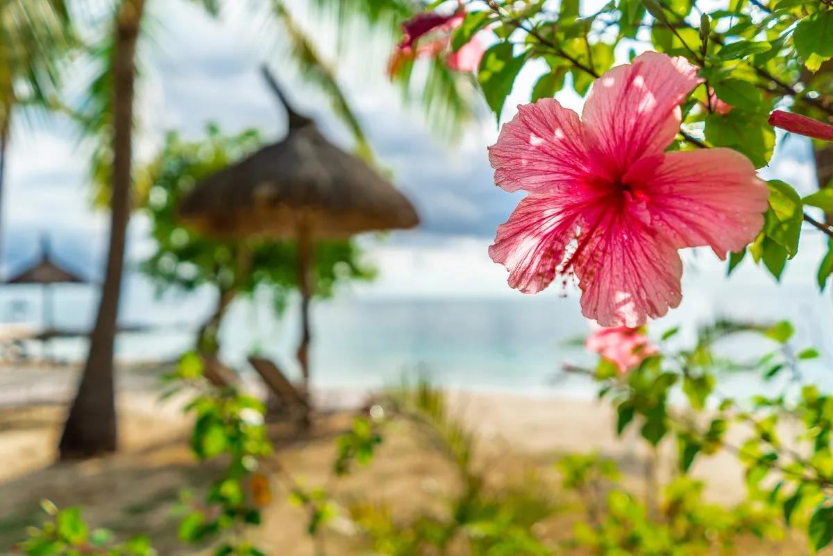 Pink hibiscus flower blooming on Le Paradis Beach with blurred sea in the background in Mauritius