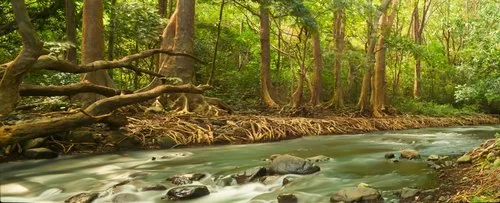 Long exposure shot of river at Black River national park