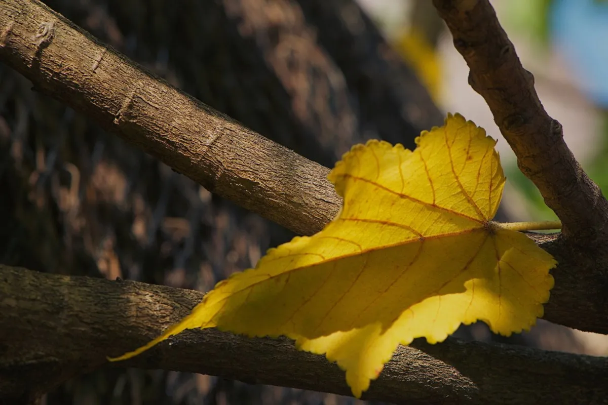 Closeup of a fallen yellow Dombeya leaf on the ground in Mauritius at Trou aux Biches