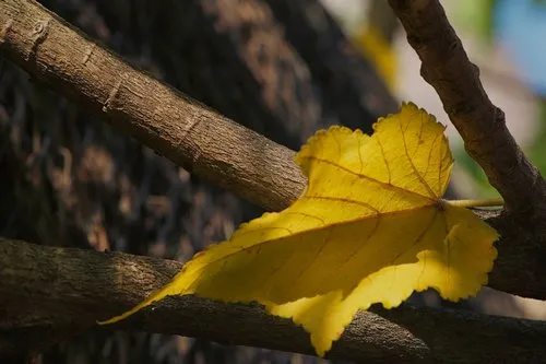 Closeup of a fallen yellow Dombeya leaf