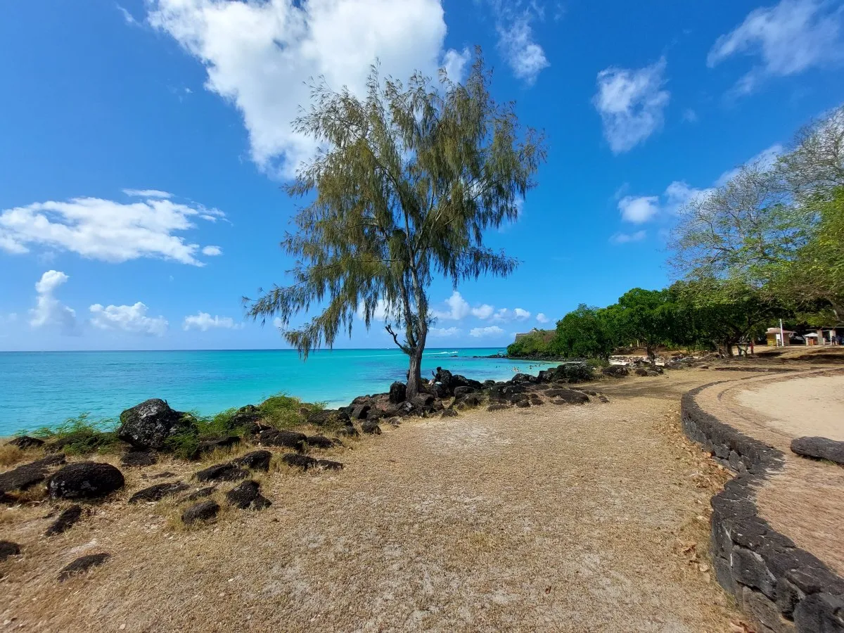Filao tree growing among volcanic rocks on La Cuvette beach in Mauritius