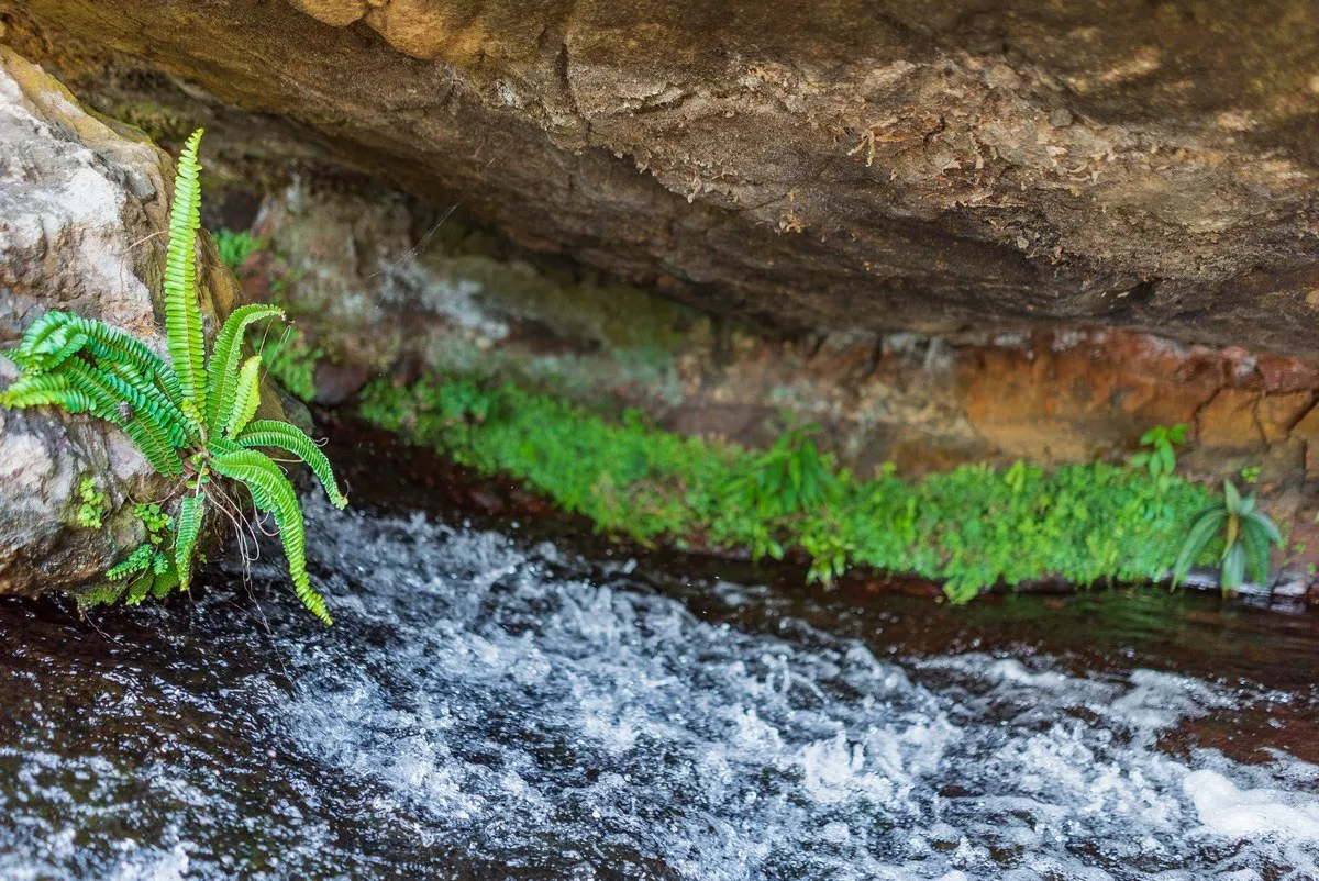 Ferns growing on rocks above a natural waterway in Mauritius at 7 Cascades