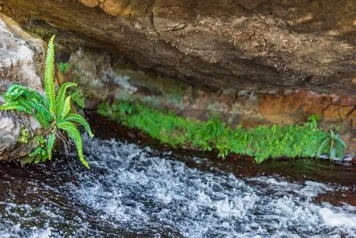 Ferns growing on a rock above natural waterway