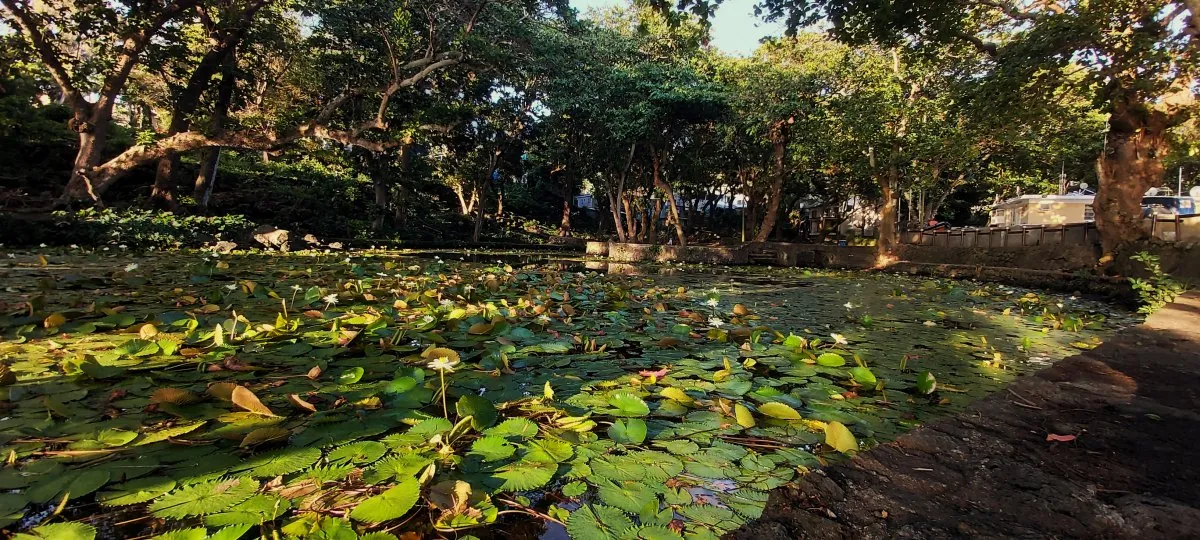 Green water lilies in a peaceful basin surrounded by trees at Trou d'Eau Douce, Mauritius