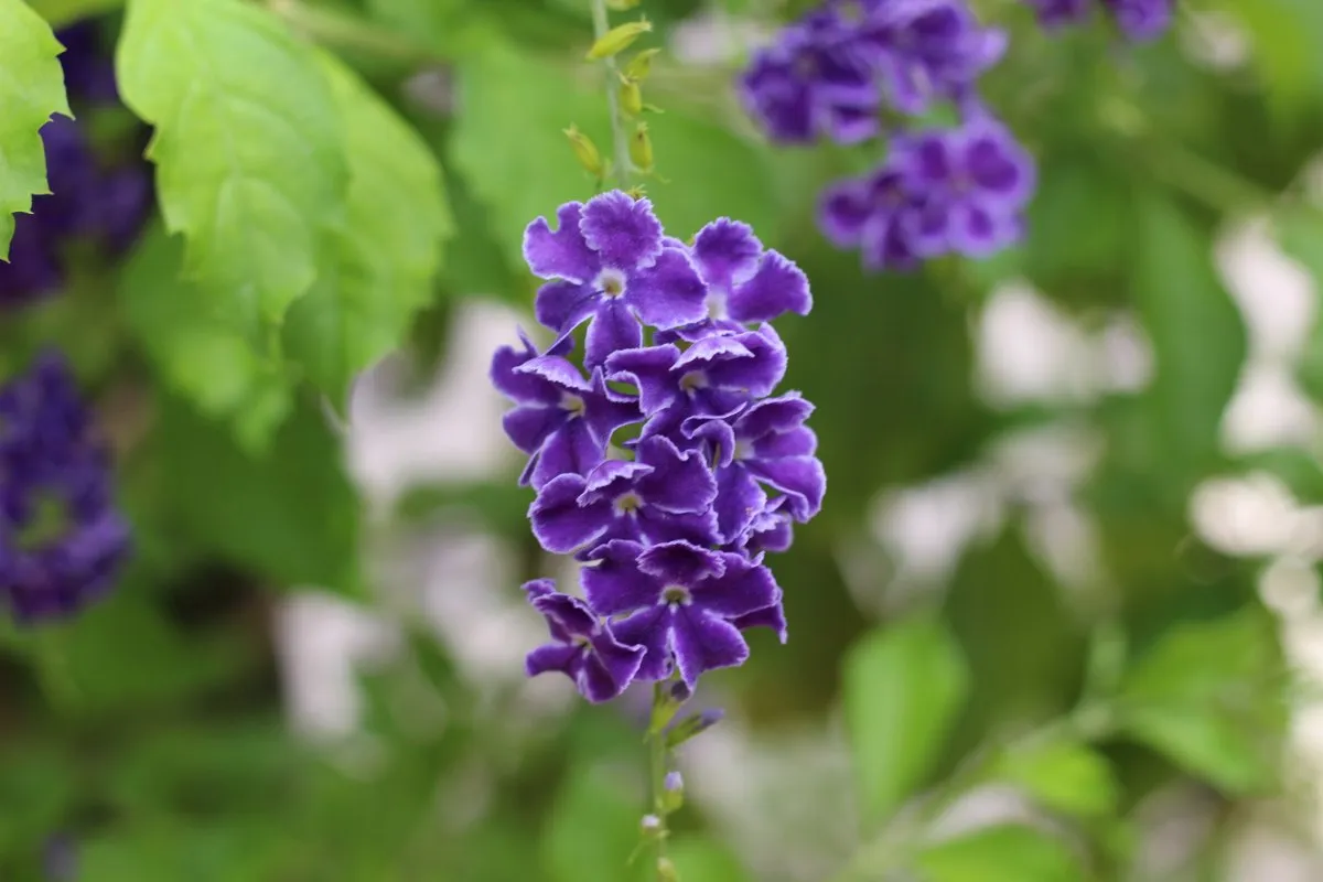 Purple geranium flowers with white borders blooming in Mauritius near Coin de Mire hotel