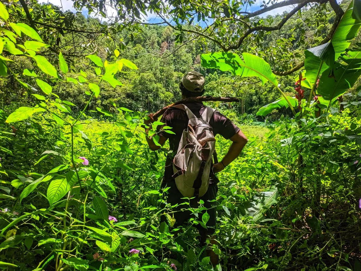 Man with backpack exploring inside the lush Trou aux Cerfs crater in Mauritius