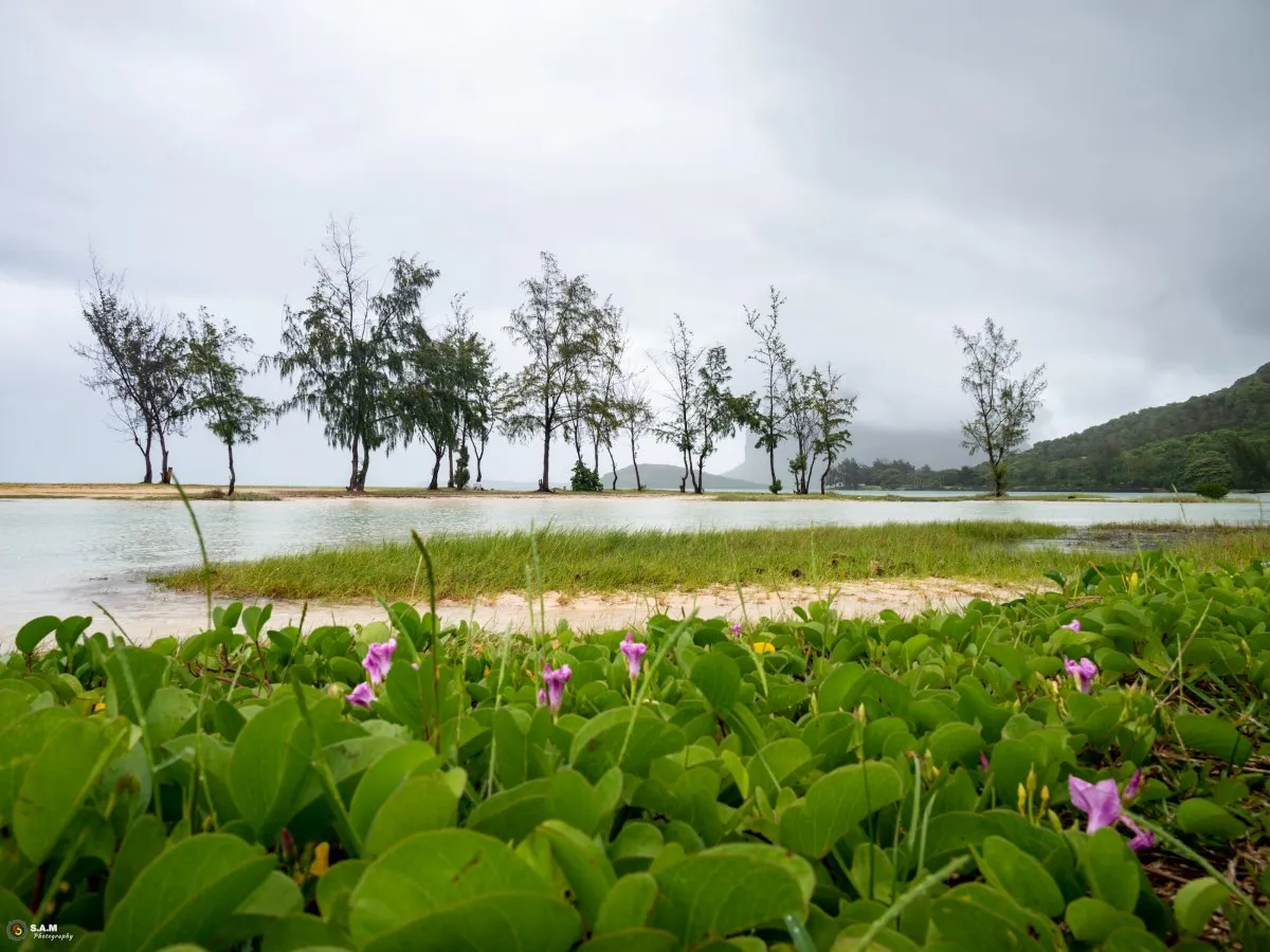 Pink flowers blooming on the sandy shore of La Prairie beach under heavy clouds in Mauritius