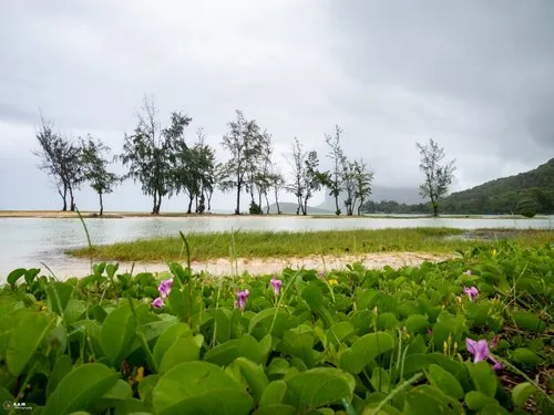 Flowers blooming under heavy clouds at La Prairie beach