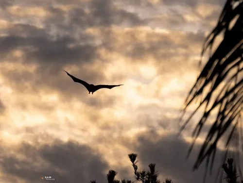 Silhouette of bat under threatening clouds at sunset