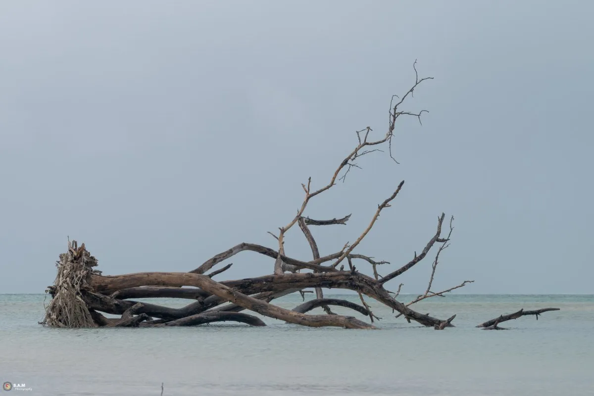 Fallen old tree submerged in the sea at La Prairie under grey sky in Mauritius