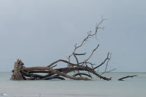 Faded color photography of fallen & submerged tree at sea