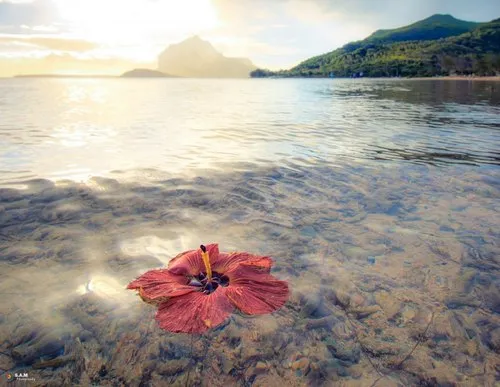 Hibiscus floating in the sea at La Prairie beach