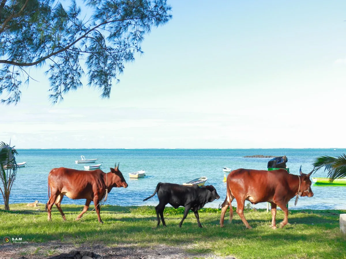 Three cows walking peacefully on a deserted beach in northern Mauritius with ocean views