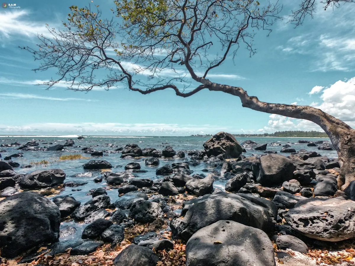 Tree leaning over the sea at the rocky Albion beach in Mauritius