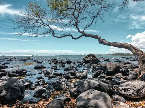 Tree leaning on the sea at Albion rocky beach