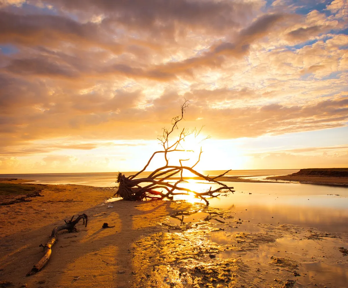 Fallen leafless tree on La Prairie beach at sunset in Mauritius with calm skies