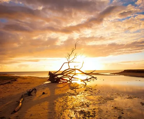 Fallen & dead beach tree at La Prairie beach during sunset