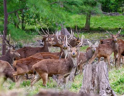 Closeup of herd of deer in the wild at La Prairie