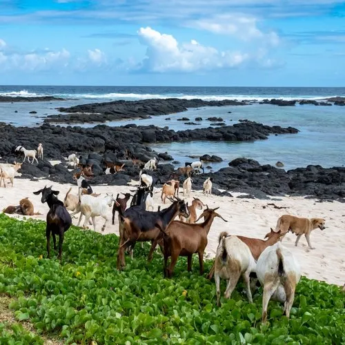 Goat enjoying the beach in the south coast of Mauritius