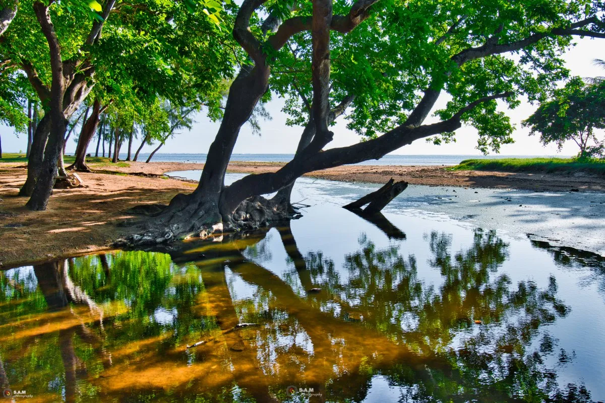 River flowing under trees on Baie du Cap beach in Mauritius before meeting the sea