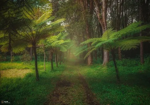 A pathwayÂ&nbsp;in the fantasy forest of Plaine SophieÂ&nbsp;leading to mistÂ