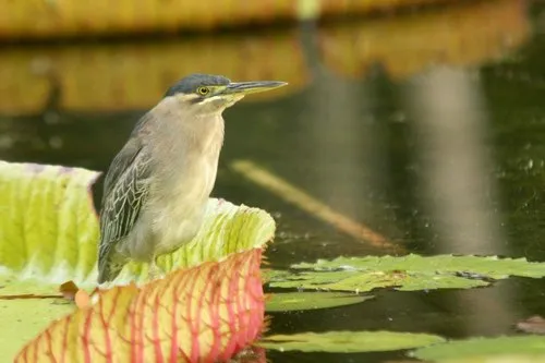 Grey heron resting on lotus leaf at Pamplemousses Botanical Garden