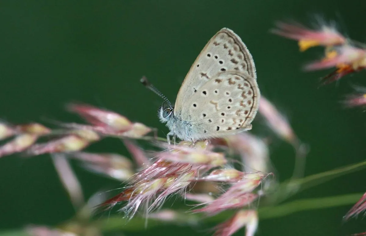 Closeup of tiny grass blue butterfly on green background in Mauritius