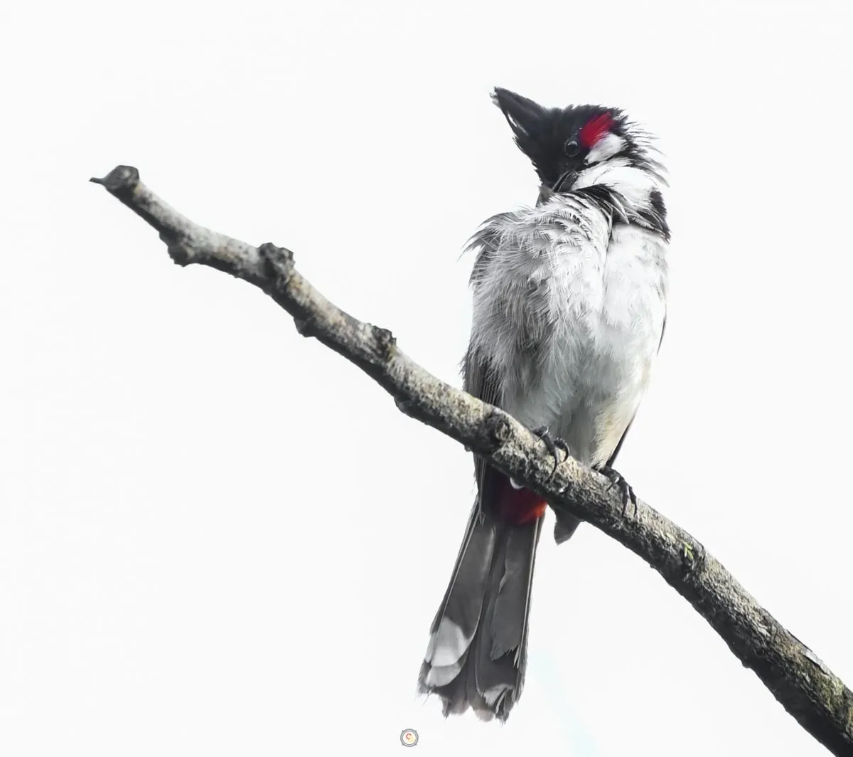 Red Whiskered Bulbul bird perched on a dried branch in Mauritius with white background