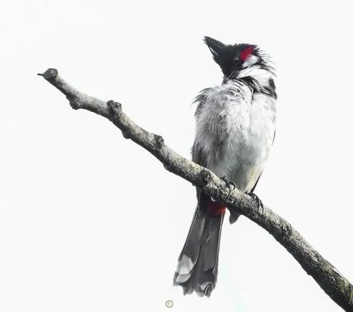 Bulbul bird with white background perched on a branch