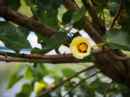 Unknown yellow flower blooming in Mauritian nature