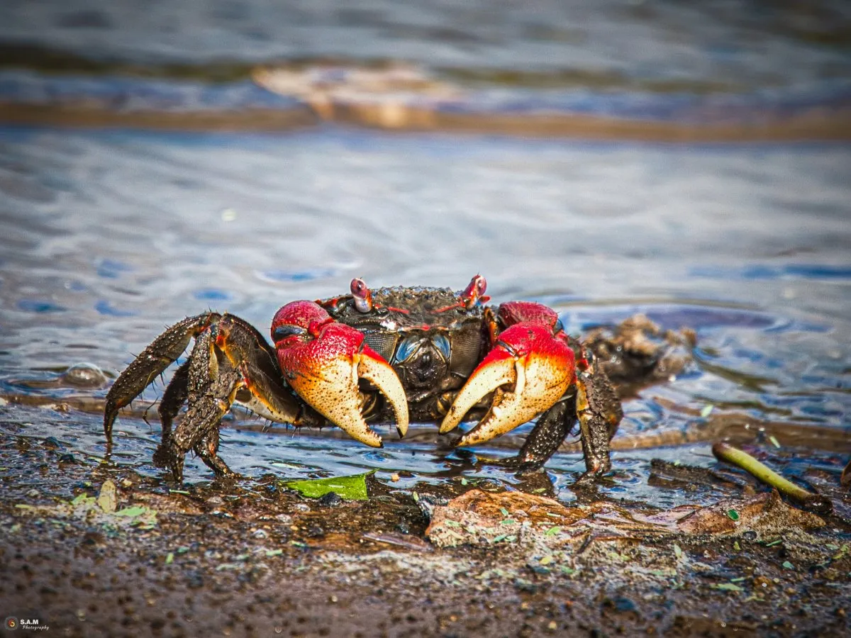 Closeup of large brown crab with red claws on the shore at Riviere Noire beach in Mauritius