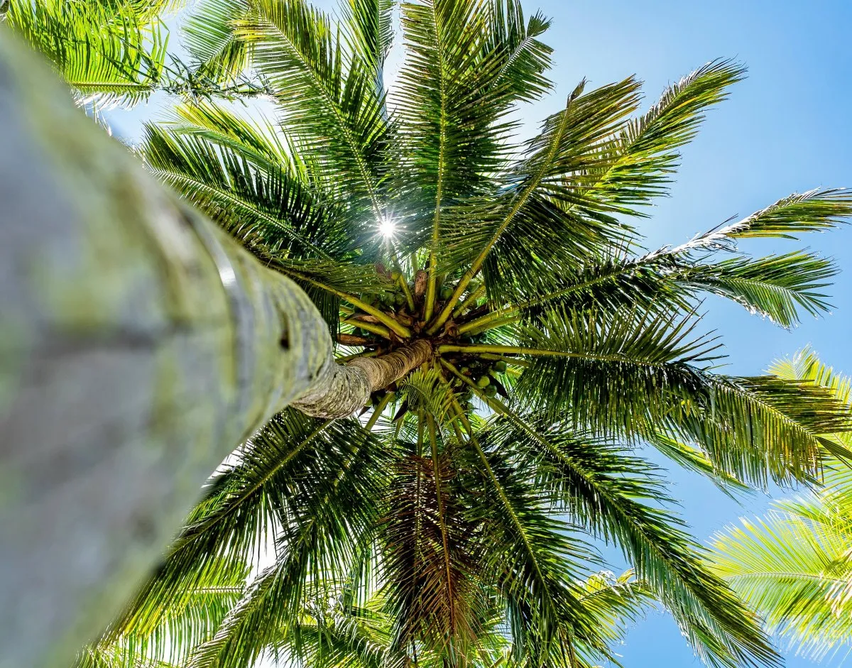 Sunlight filtering through tall coconut tree leaves at Constance Belle-Mare Plage garden in Mauritius